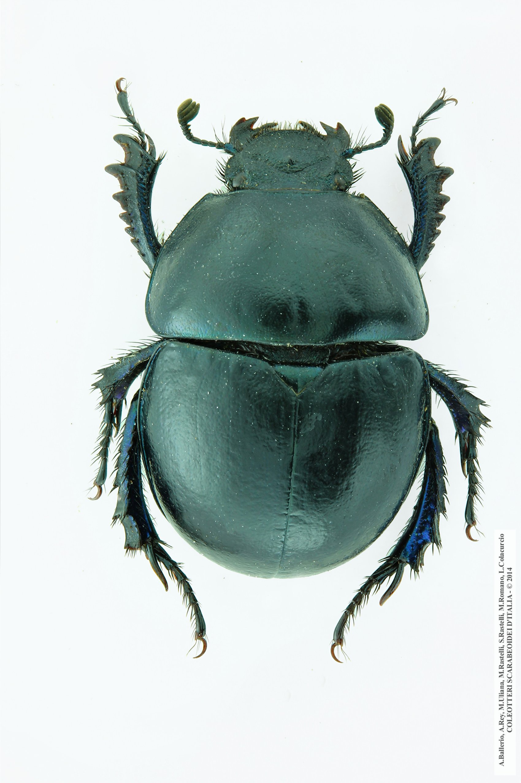 Jekelius brullei brullei, femmina